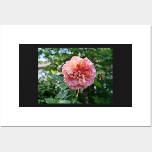 Fragrant Rachel Hybrid Tea Rose Wall Art by fantastic-designs